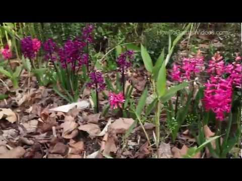 Video: Hyacinths: Pagtatanim At Pangangalaga Sa Bahay