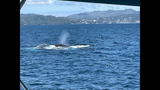 Humpback Whales of Samana
