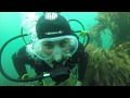 Scuba diving falmouth in august pendennis point