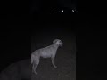 #HorrorVlog #NightVlog #ScaryVideo #DarkRoad #CreepyNight #IndianVlogger #ghostmountain #darkplace