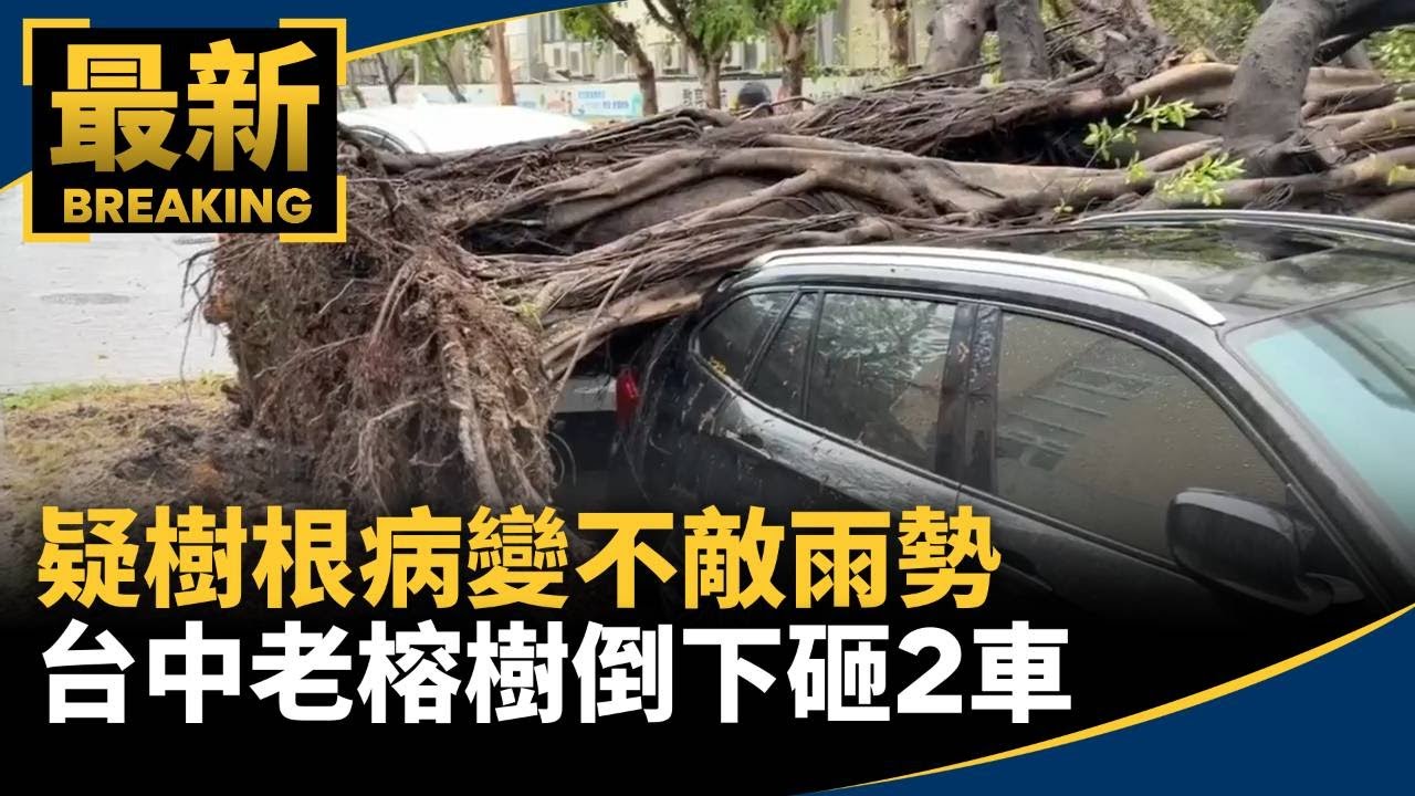 疑樹根病變不敵雨勢　台中老榕樹連根拔起倒下砸2車｜#鏡新聞