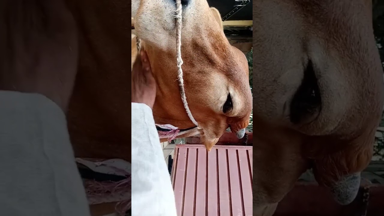 Beautiful Cow Love Bakra Eid 