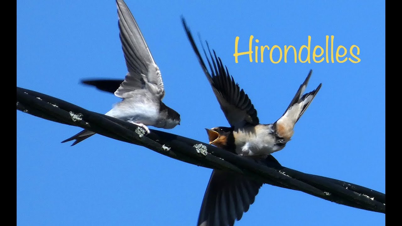 Hirondelles : vol, nidification – Swallows : flight, nesting