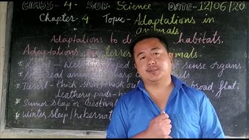 Class 4 Science Adaptations in Animals