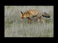 What Does A Fox Sound Like صوت الثعلب What Does A Fox Sound Like صوت الثعلب