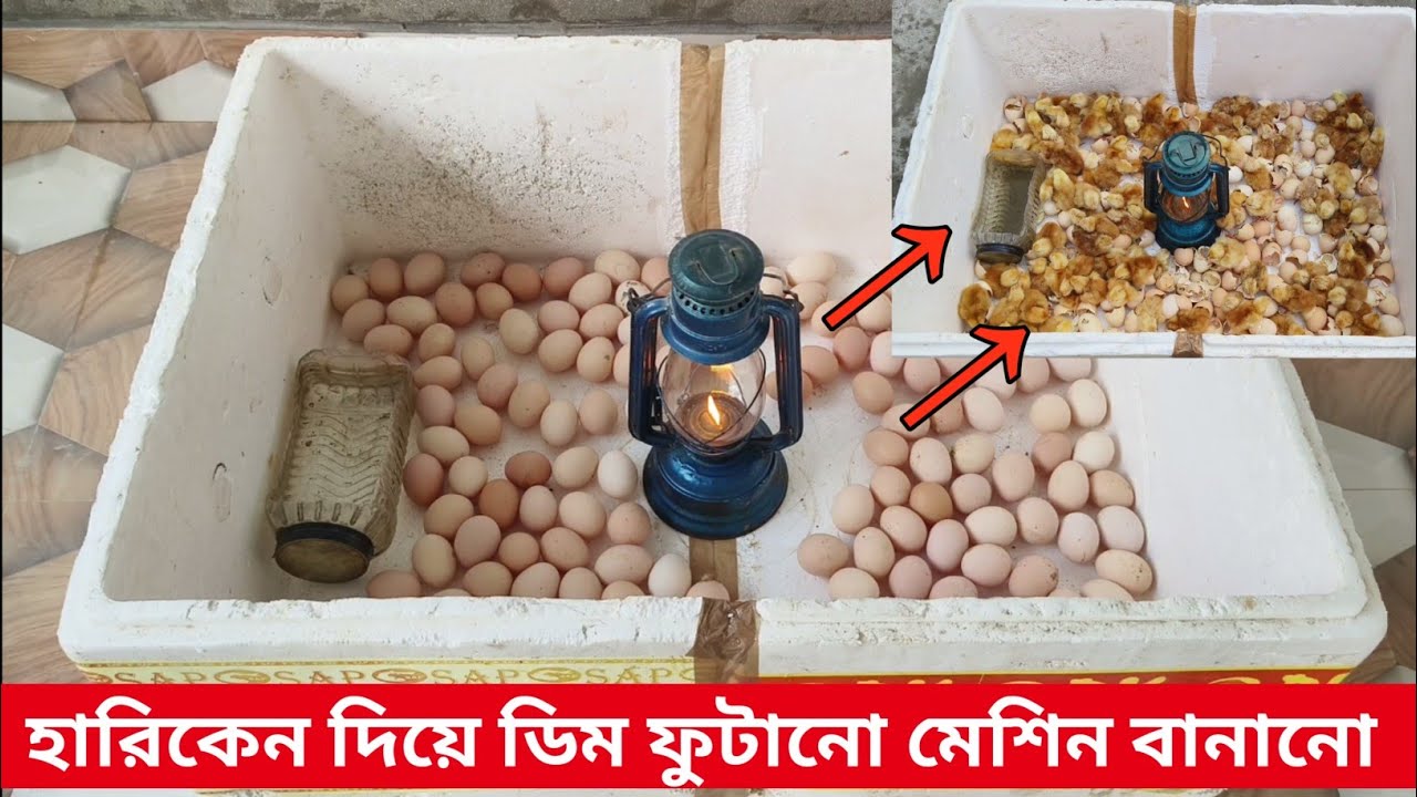 হারিকেন দিয়ে ইনকিউবেটর বানানো – ঘরে বসে ডিম ফোটানোর সহজ পদ্ধতি | Homemade Incubator Tutorial