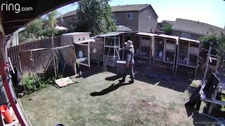 Cooper Hawk Attacks Pigeon Then Drops It