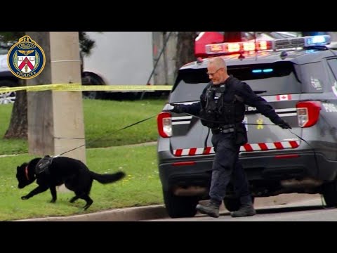 Toronto Police, K-9 Unit Deployed At Shooting Scene In Vaughan - YouTube