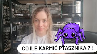 Częstotliwość karmienia ptaszników. Co ile karmić ptasznika ?