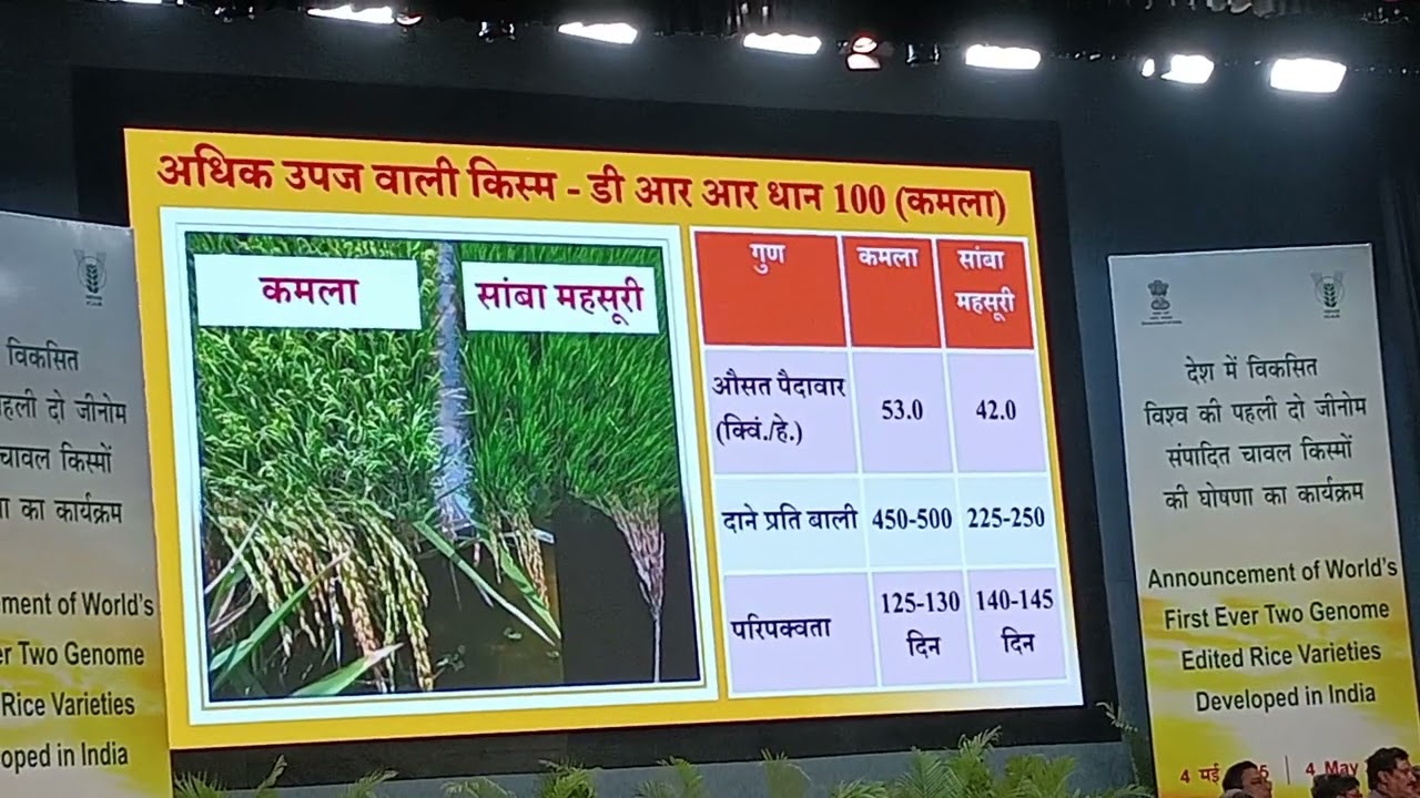 DRR Dhaan 100 Kamala and Pusa DST 1 भारत में पहली जीनोम संपादित फसल