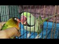 Hand Team Lovebirds & Alexander Tocking Parrot | হ্যান্ড টেম লাভ বার্ড ও কথা বলা চন্দনা টিয়া পাখি