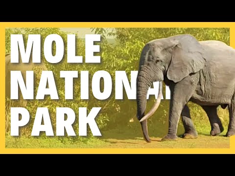 Ultimate Visitor's Guide to Mole National Park - Safaris, Mole Motel & Larabanga - Northern  Ghana