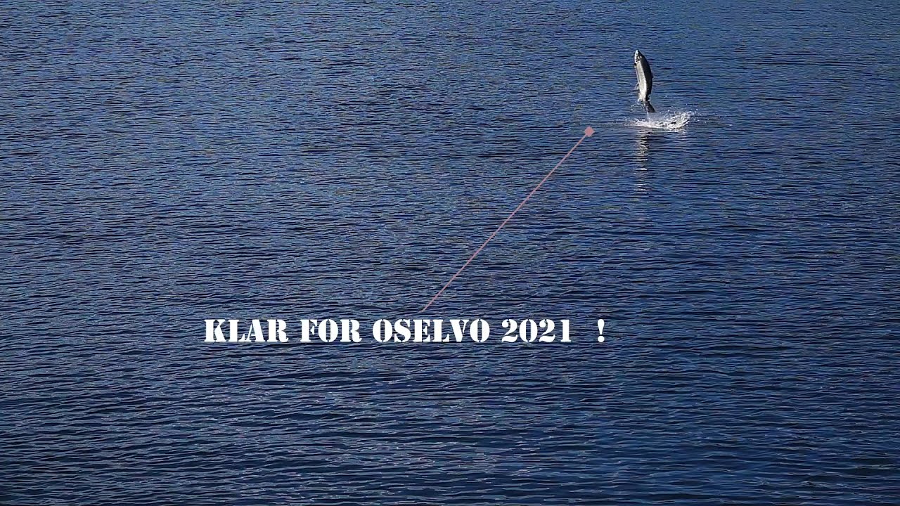 Oselvo 2021 - Laks 31 mai Osbrua