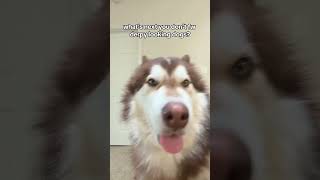 how can you not?! #projectappa #alaskanmalamute #funny #dog