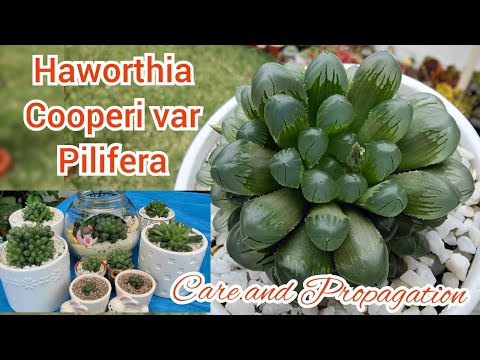 Video: Haworthia Cooper: Ominaisuudet, Istutuksen Ominaisuudet Ja Hoito Kotona