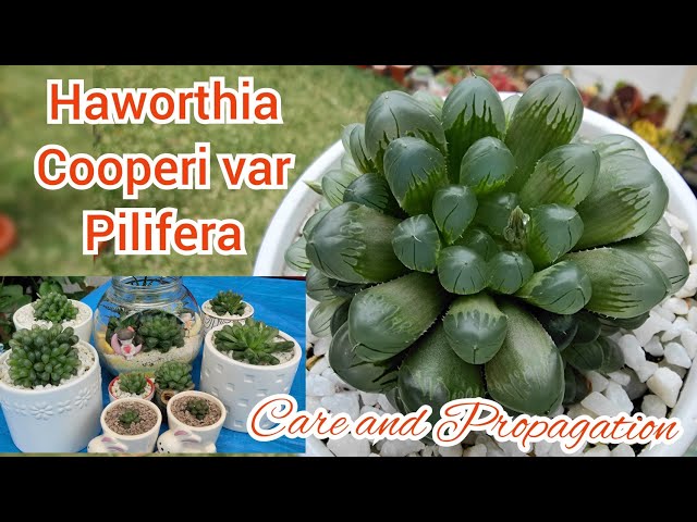 Haworthia Cooperi var Pilifera | Care and Propagation | bikolanahardinera -  YouTube