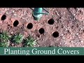 How To Plant Groundcovers - Dwarf Mondo, Vinca Minor (Periwinkle), and pachysandra