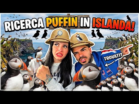 SEARCHING FOR PUFFINS! 🐧😍