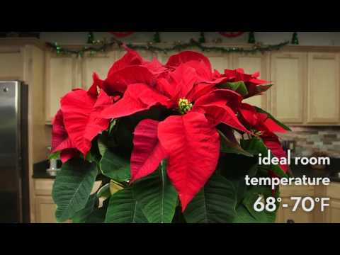 Video: Сатып алгандан кийин Poinsettia үйүнө кам көрүү