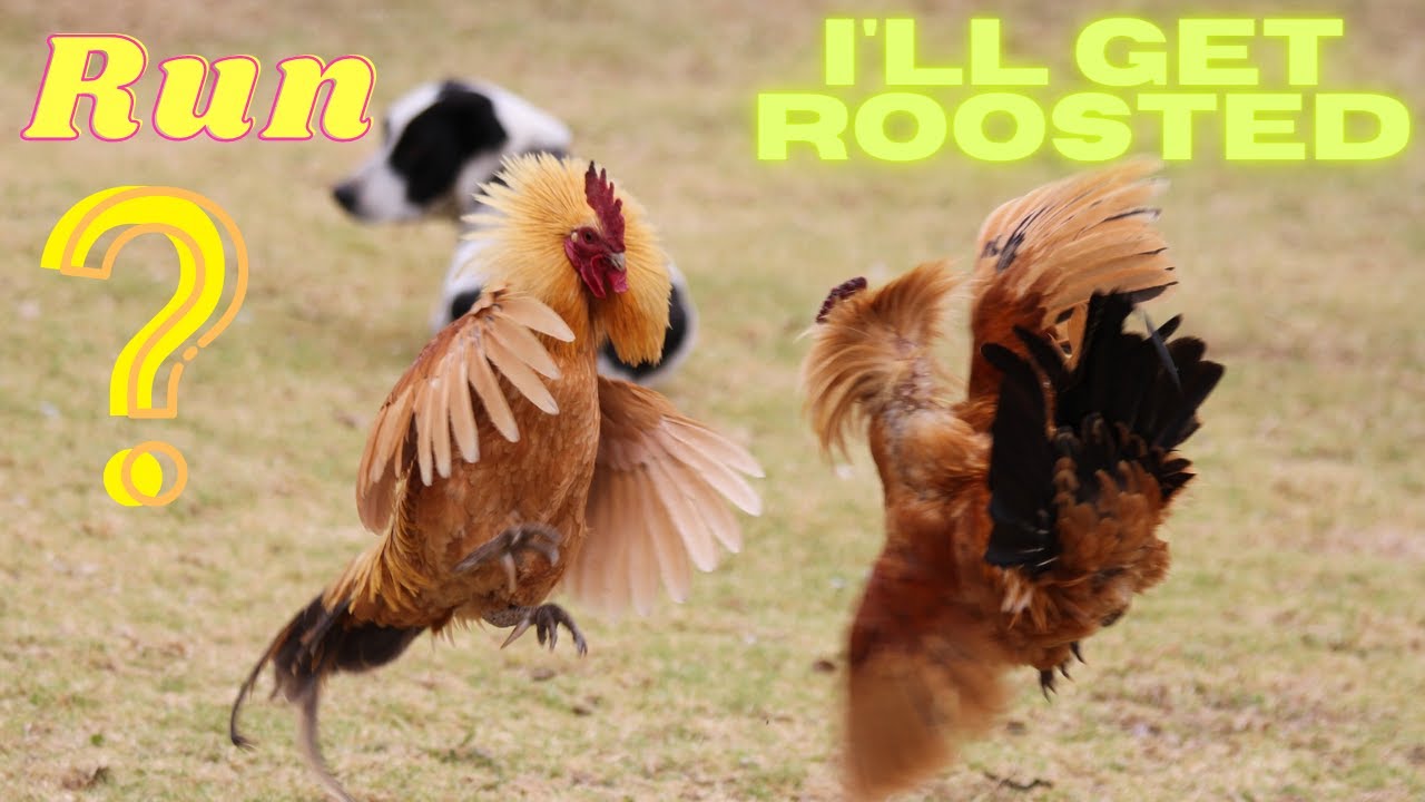 Dog & Chicken Fights - Funny Dog Fight Videos #shorts