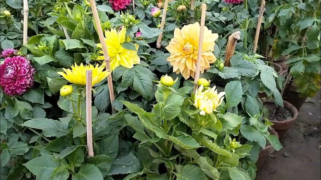 haji nursery form pattoki whatapp number 03084264314 03430907280 YouTube