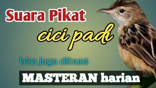suara pikat cici padi dan masteran harian