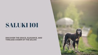 ❤Saluki 101: Unraveling the magical world of an Ancient Hound