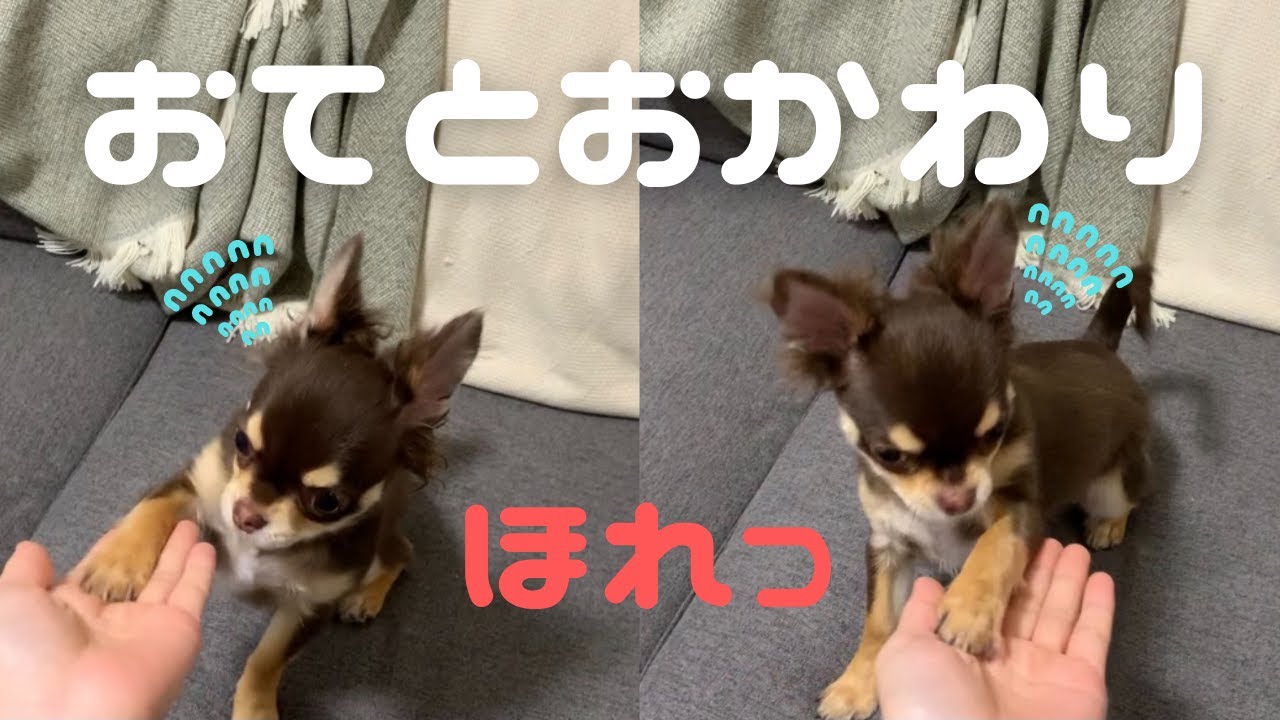 感動 チワワがお手 おかわりを覚えて連発しまくる可愛いだけの動画 Youtube