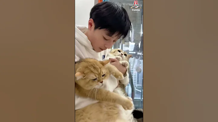 Watch the video about I really love kissing my cats because they love me very much.😜😁#cat #pets #funny