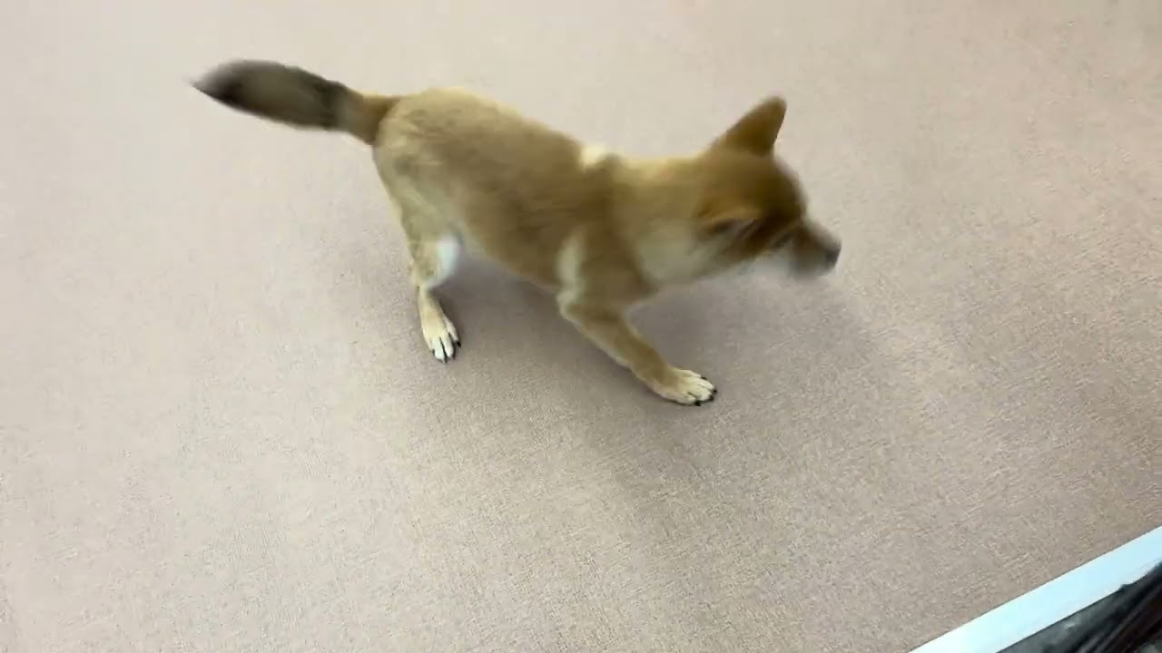 柴ちゃん 卒業おめでとう㊗️】 柴ちゃんのご家族が決まりました✨ お名前「 秋