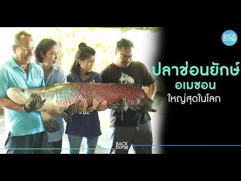 สัตว์เลี้ยง แสนน่ารัก - Youtube