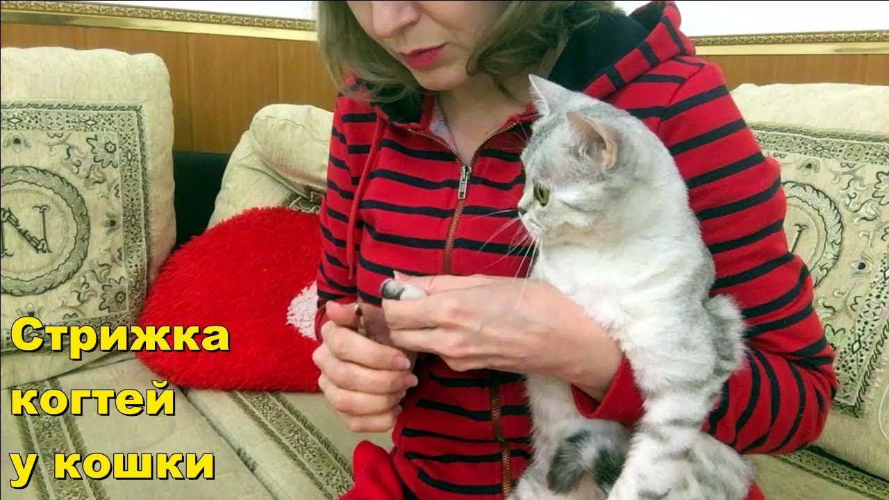 Как подстричь когти кошке - YouTube