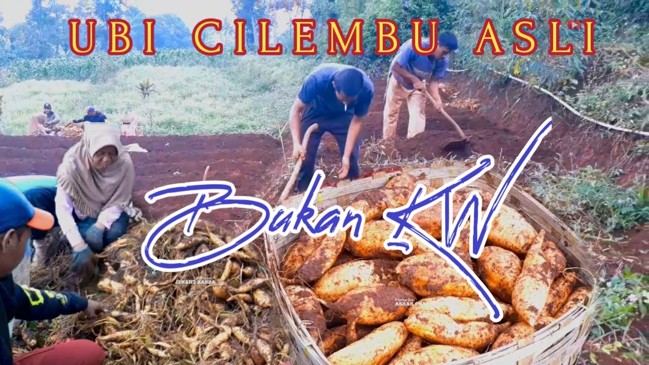 Rahasia Sukses dari Pembibitan,panen dan pemeliharaan ubi  madu cilembu‼