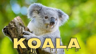 Koala Sound, Koala Crying