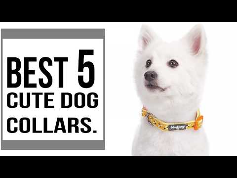 cute-dog-collars-for-boy-and-female-dogs-||-the-best-5-cute-dog-collars-in-2019