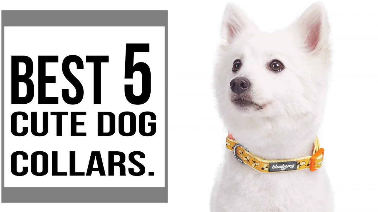 Cute Dog Collars For Boy And Female Dogs The Best 5 Cute Dog Collars