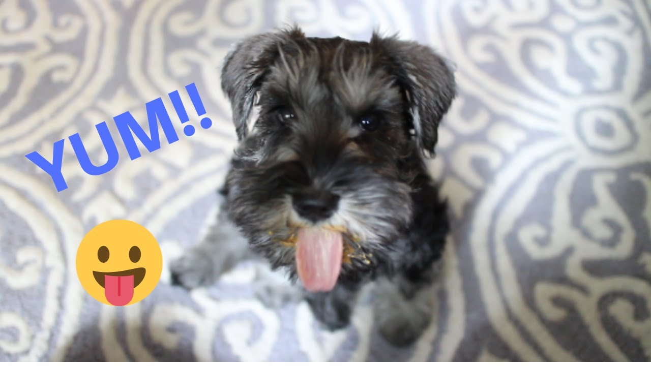 What Happens When My MINIATURE SCHNAUZER PUPPY Eats Peanut Butter YouTube