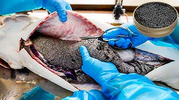 How Caviar Is Made - Sturgeon Caviar Farm | Food Factory