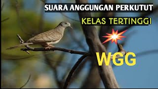 Suara Anggungan Perkutut Katuranggan Kelas Atas/Tertinggi ISTIMEWA 