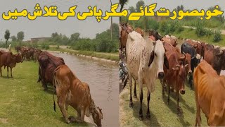 Pakistani cow funny video! Pakistani CoW pane pate hoi! Cow on Canal! Punjabibhaipk!