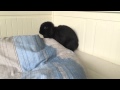 Happy little black bunny