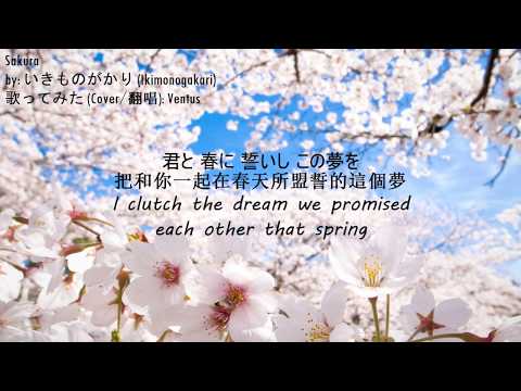 「SAKURA」  いきものがかり [Ikimonogakari] - カヴァー/Cover/翻唱【Cover】Eng/日本語/中文 subs