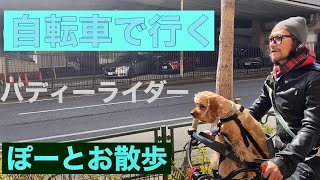 犬と自転車でお散歩　六本木ミッドタウン　ぽーのお散歩　アメリカンコッカースパニエル　子犬　ペット　American Cocker Spaniel