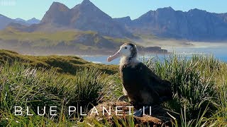 Albatrosses are ingesting plastic - Blue Planet II: Episode 7 Preview - BBC One