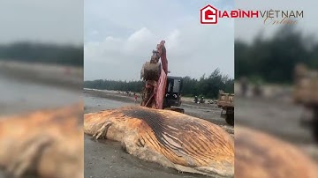 Xác cá voi hơn 3 tấn dạt vào bờ biển Nghệ An