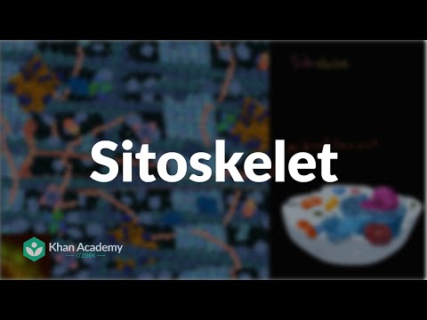 Sitoskelet | Hujayra strukturasi | Biologiya