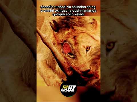 Afrika afsonasi - Qirol sher Chandiq Yuz Scar face haqida eshitganmisiz? TOP_MMAUZ