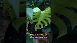 Kejutan Daun Baru Monstera Deliciosa || New Leaf Surprise on Monstera Deliciosa Plant #Shorts