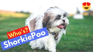 Complete Guide on Shih Tzu and Yorkshire Terrier Cross Breed (ShorkiePoo)