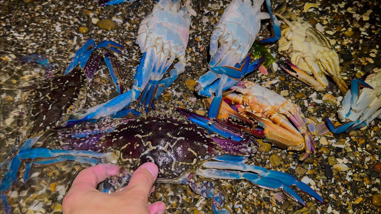 大量発生中のガザミをカンジャンケジャンにしたら美味すぎた